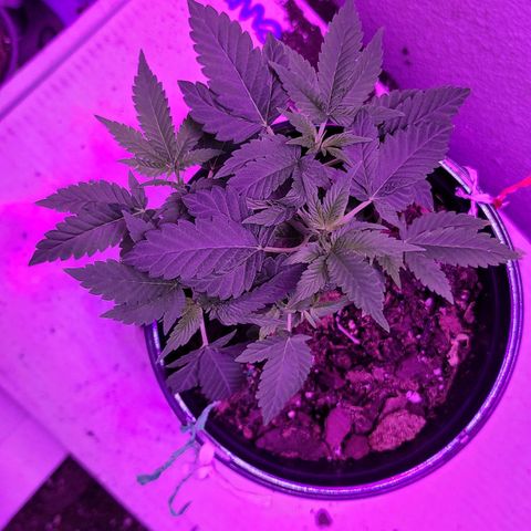 Unknown strain growlog timeline photo