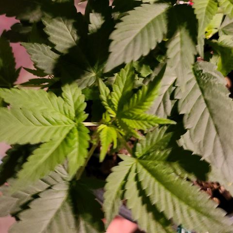 Unknown strain growlog timeline photo