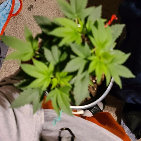 Unknown strain growlog timeline photo