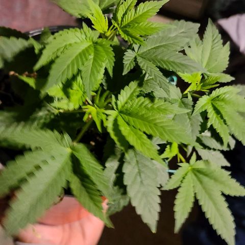 Unknown strain growlog timeline photo