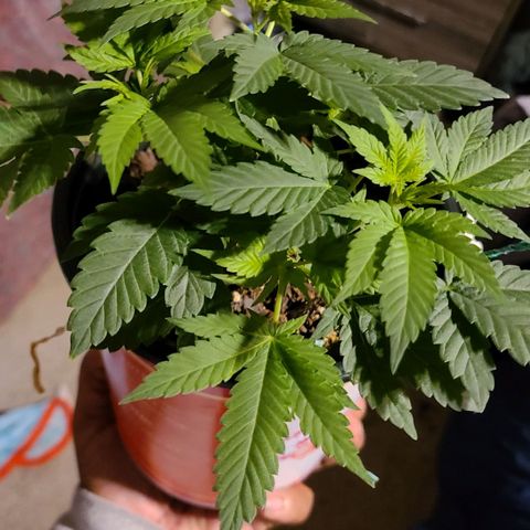 Unknown strain growlog timeline photo
