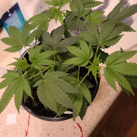 Unknown strain growlog timeline photo