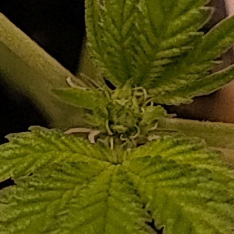 Unknown strain growlog timeline photo
