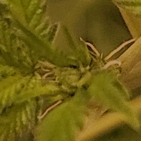 Unknown strain growlog timeline photo