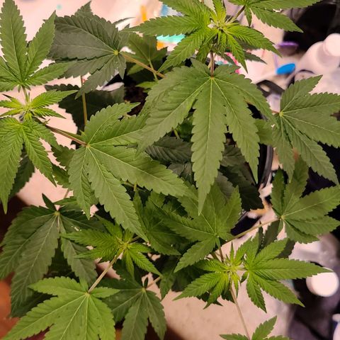 Unknown strain growlog timeline photo