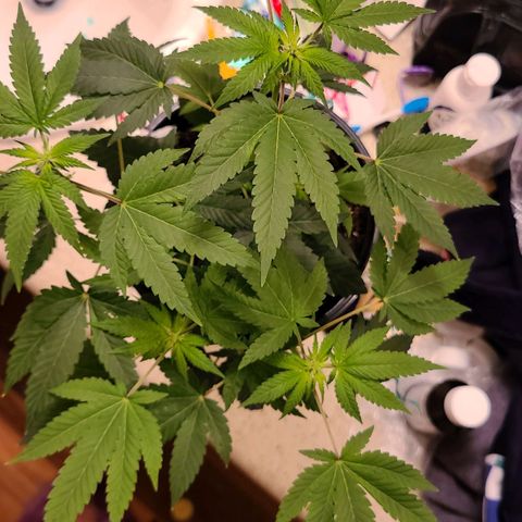 Unknown strain growlog timeline photo