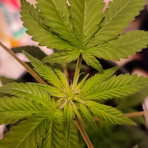 Unknown strain growlog timeline photo