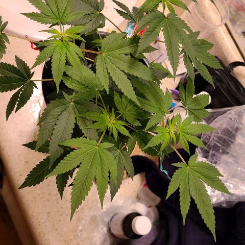 Unknown strain growlog timeline photo