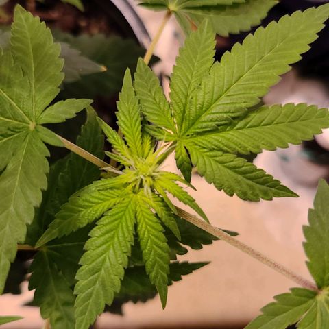 Unknown strain growlog timeline photo