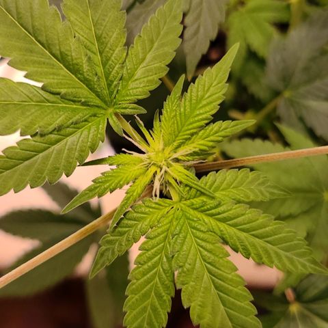 Unknown strain growlog timeline photo