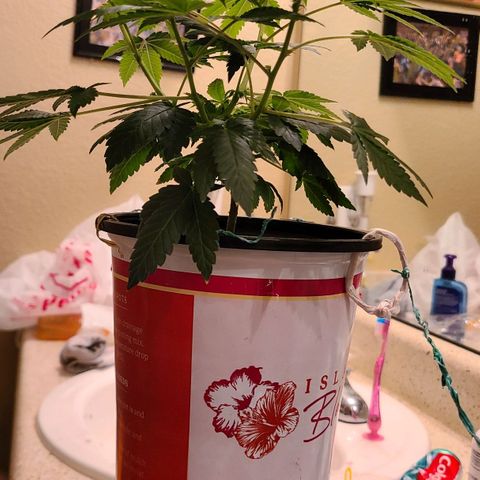 Unknown strain growlog timeline photo