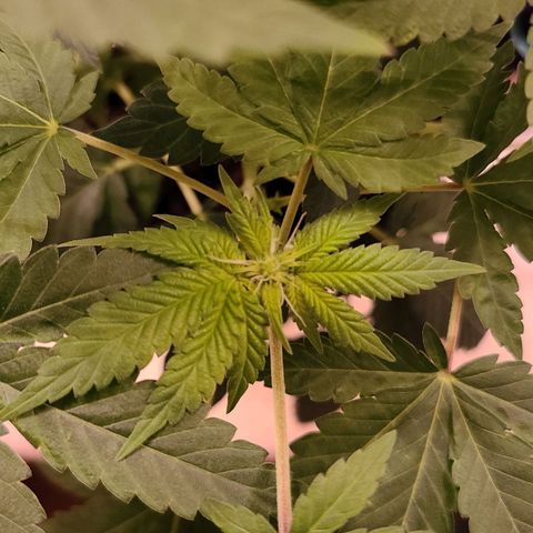 Unknown strain growlog timeline photo
