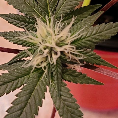 Unknown strain growlog timeline photo