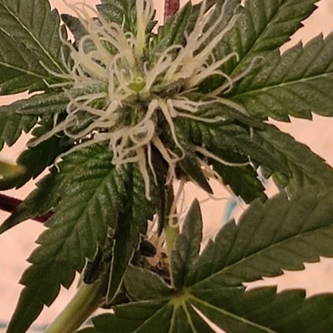 Unknown strain growlog timeline photo