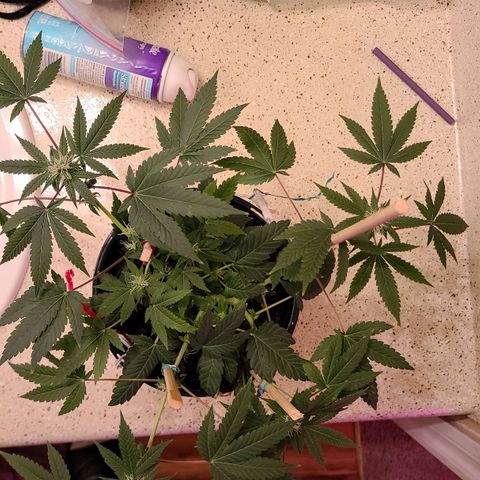 Unknown strain growlog timeline photo