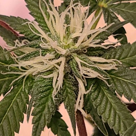 Unknown strain growlog timeline photo
