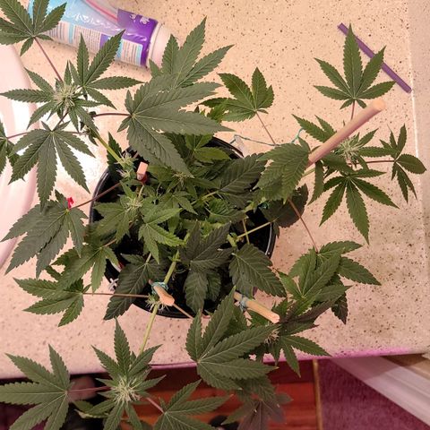Unknown strain growlog timeline photo