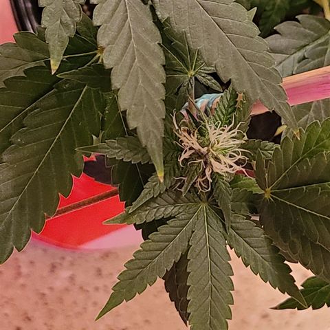 Unknown strain growlog timeline photo