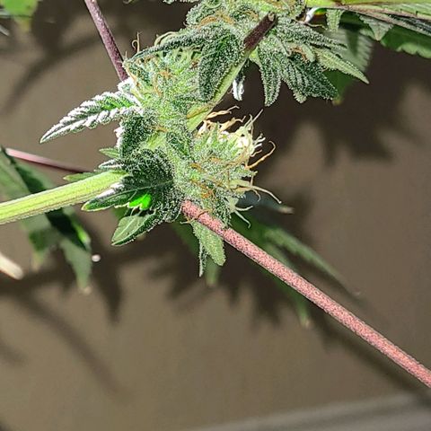 Unknown strain growlog timeline photo