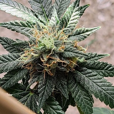 Unknown strain growlog timeline photo