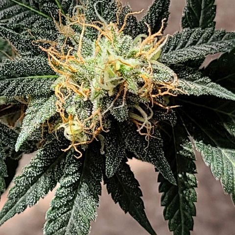 Unknown strain growlog timeline photo