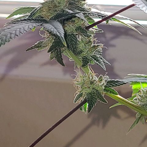 Unknown strain growlog timeline photo