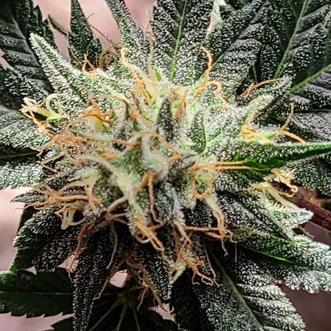 Unknown strain growlog timeline photo