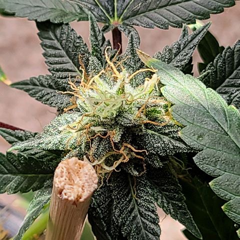 Unknown strain growlog timeline photo