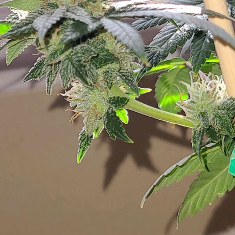 Unknown strain growlog timeline photo