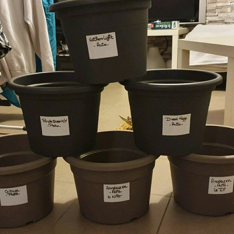 La nitt (amnesia XXL) growlog photo: Les pots 😅