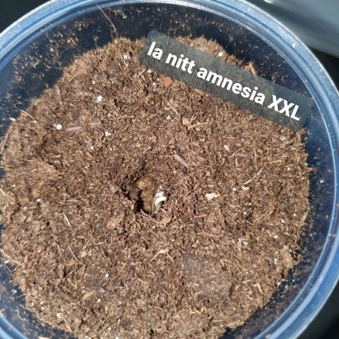 La nitt (amnesia XXL) growlog photo: 👍🏾🙏🏾