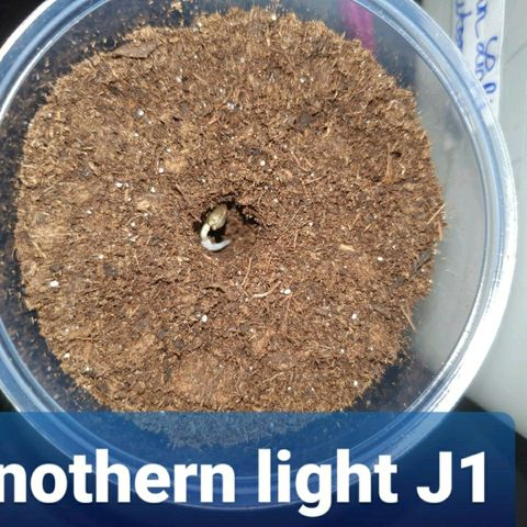 La nitt (amnesia XXL) growlog photo: Les copines 🥳🥳😍