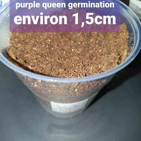 La nitt (amnesia XXL) growlog photo: Les copines 🥳🥳😍