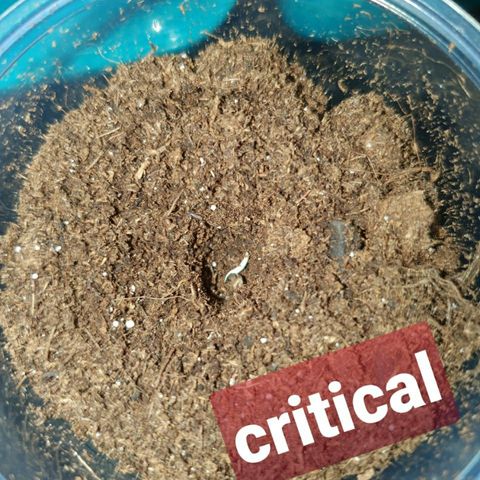 La nitt (amnesia XXL) growlog photo: Les copines 🥳🥳😍
