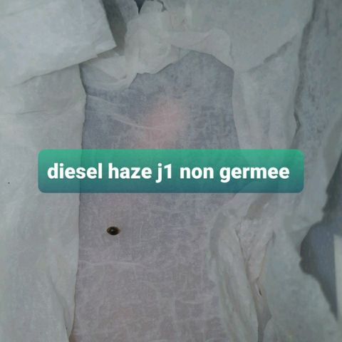 La nitt (amnesia XXL) growlog photo: Il y en a une qui peine, Adonis