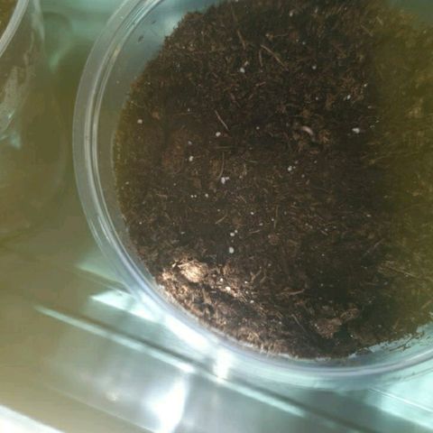 La nitt (amnesia XXL) growlog photo: Elle arrive, elle arrive