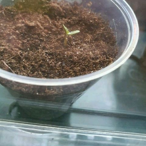 La nitt (amnesia XXL) growlog photo: Les plantes de portes bien, elle font presque 2cm pour les plus grandes 😍😍😍🥳. La Northern de Di a Fini par sortir aussi 🤗🤗.