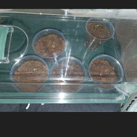 La nitt (amnesia XXL) growlog photo: Les plantes de portes bien, elle font presque 2cm pour les plus grandes 😍😍😍🥳. La Northern de Di a Fini par sortir aussi 🤗🤗.
