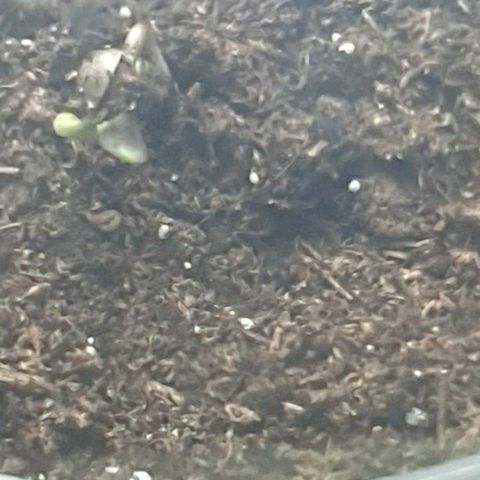 La nitt (amnesia XXL) growlog photo: Les plantes de portes bien, elle font presque 2cm pour les plus grandes 😍😍😍🥳. La Northern de Di a Fini par sortir aussi 🤗🤗.