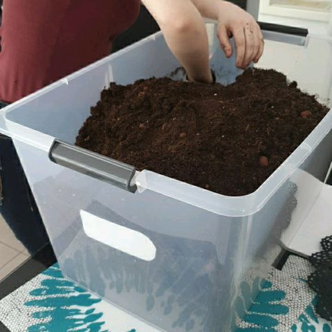 La nitt (amnesia XXL) growlog photo: On devrait avoir un substrat de bonne qualité 🤗😁