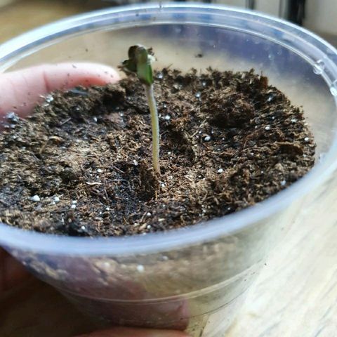 La nitt (amnesia XXL) growlog photo: La Northern lights de Di a une tête bizarre. Elle a l air de ne pas réussir a sortir des feuilles de la coque. On verra demain 🙏🏾😔😔