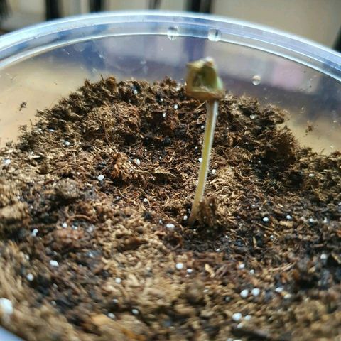 La nitt (amnesia XXL) growlog photo: La Northern lights de Di a une tête bizarre. Elle a l air de ne pas réussir a sortir des feuilles de la coque. On verra demain 🙏🏾😔😔