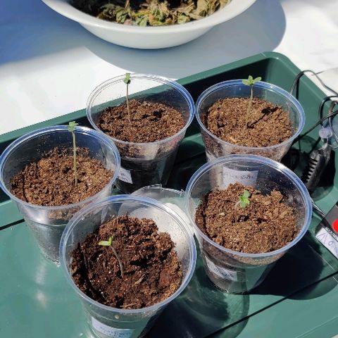 La nitt (amnesia XXL) growlog photo: On a mis dehors, mais ça cogne et je sais pas si il faut encore garder l humidite.🤔🤔🤔🤔🤔🤔. Elle poussent bien qd même d après Di. Ça Tige un peu