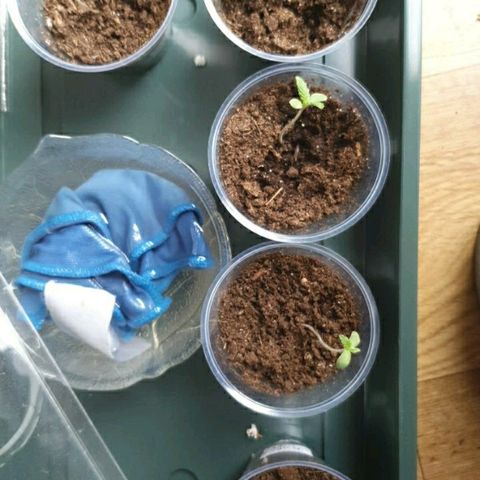 La nitt (amnesia XXL) growlog photo: Bon on voit mal, mais ça pose qd même 🤗