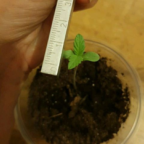 La nitt (amnesia XXL) growlog photo: Pas mal, même si depuis qques, jours c assez lent 😁👍🏾. A 00h30