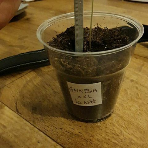 La nitt (amnesia XXL) growlog timeline photo