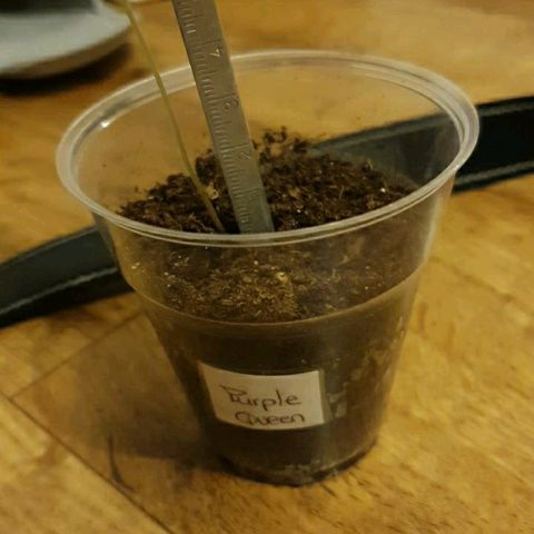 La nitt (amnesia XXL) growlog photo: La malade 🧐🤨