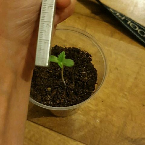La nitt (amnesia XXL) growlog photo: La malade 🧐🤨