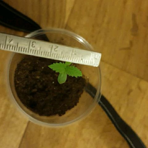 La nitt (amnesia XXL) growlog photo: Les autre vont bien😁