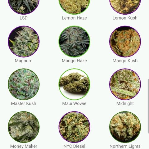 La nitt (amnesia XXL) growlog photo: Zamelia ! Une appli sur les différentes espèces de cannabis 😁